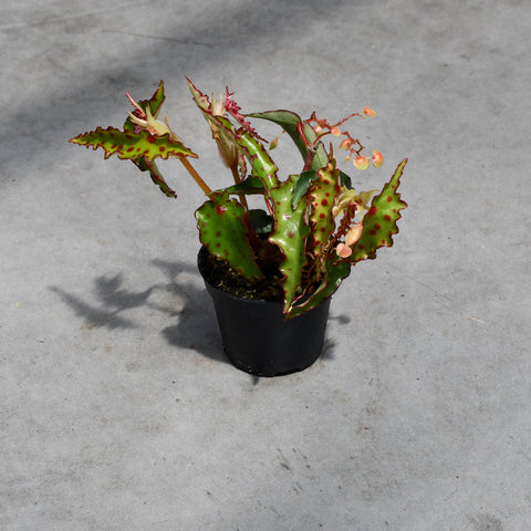 Begonia amphioxus 