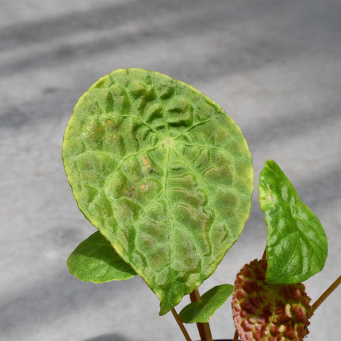 Begonia phuthoensis