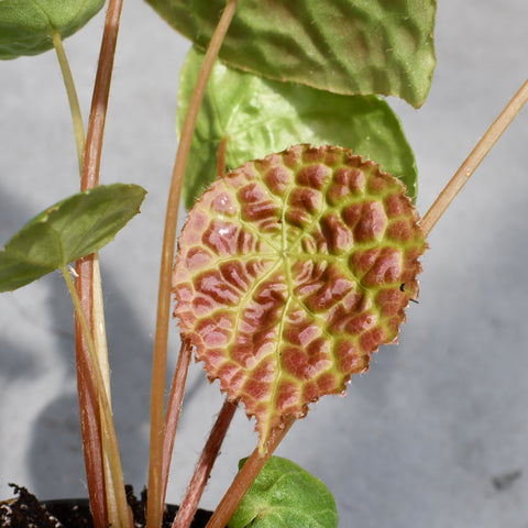 Begonia phuthoensis