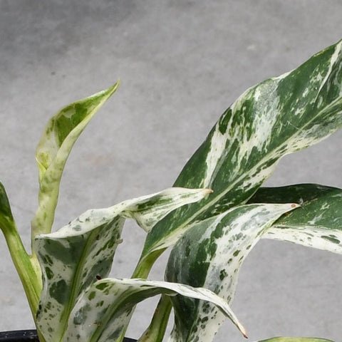Rhaphidophora puberula variegata