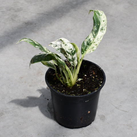 Rhaphidophora puberula variegata