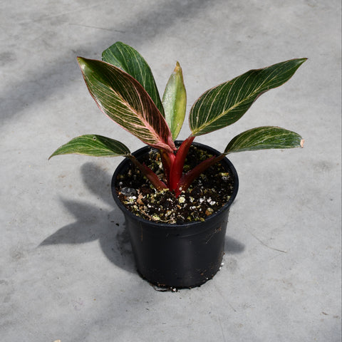Philodendron 'Pink Bikini'