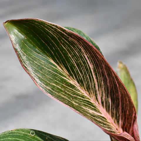 Philodendron 'Pink Bikini'