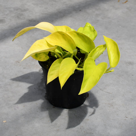 Epipremnum 'São Paulo'