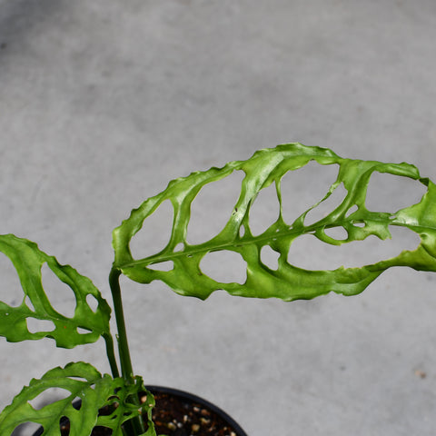 Monstera obliqua