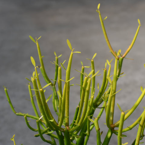 Euphorbia tirucalli 'Firesticks'