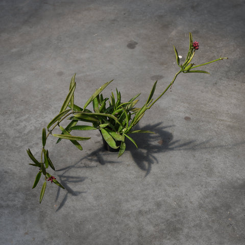 Dischidia philippinensis