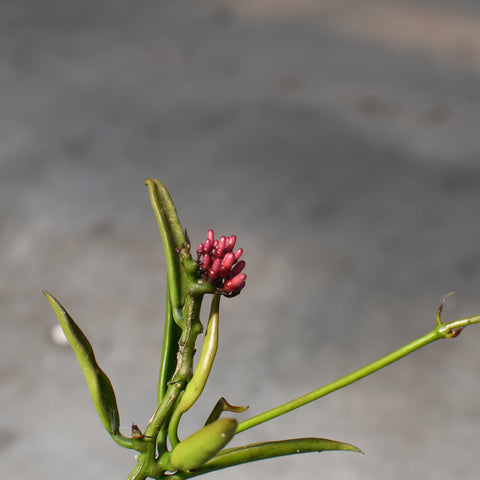 Dischidia philippinensis