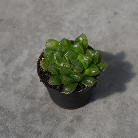 Haworthia cooperi var. Obtusa variegata