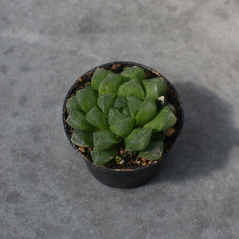 Haworthia cooperi var. Obtusa 