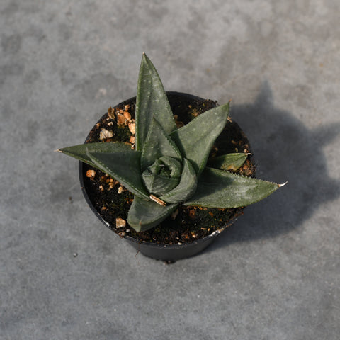Haworthia savanna 