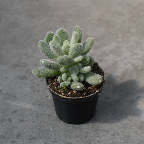 Sedum hintonii