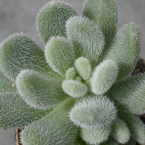 Sedum hintonii