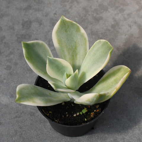 Graptoveria fred ives f. variegata