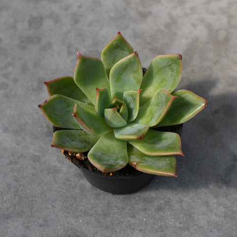 Echeveria 'Iconic'