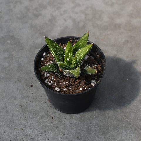 Haworthia attenuata var. Enon 