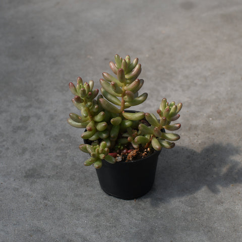 Sedum rubrotinctum 'Aurora' 