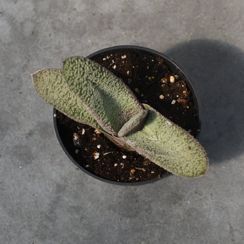 Haworthia attenuata var. Enon 