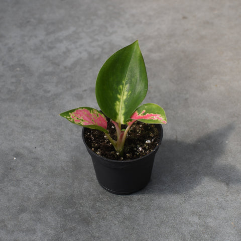 Aglaonema 'Thai Red'