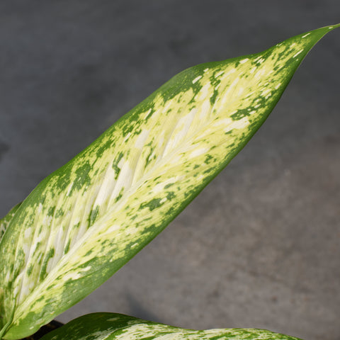 Dieffenbachia 'Starbright'