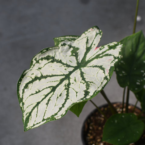 Caladium 'White Christmas'