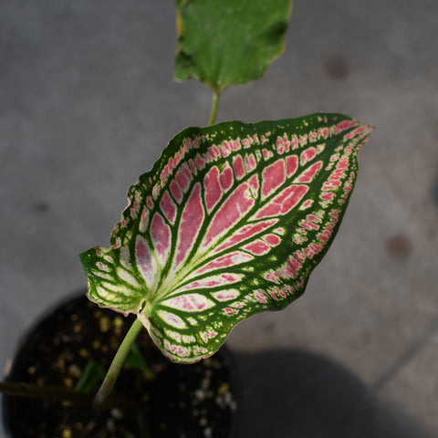 Caladium 'Thai Beauty'