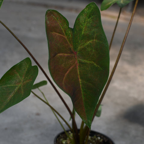 Caladium 'Red Wine Cherry'