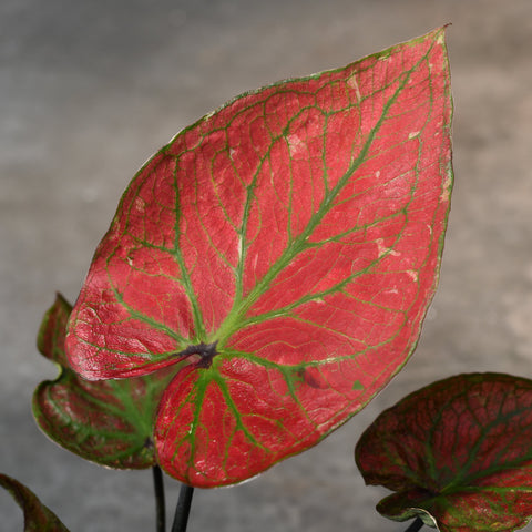 Caladium bicolor 'Searing Heart of Golden Veins'
