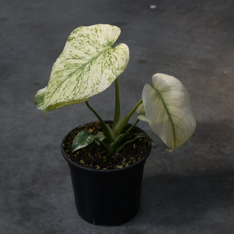 Monstera 'Mint'