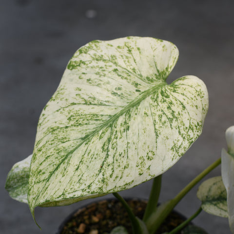 Monstera 'Mint'