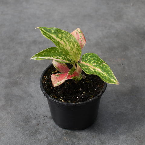 Aglaonema 'Red Moon'