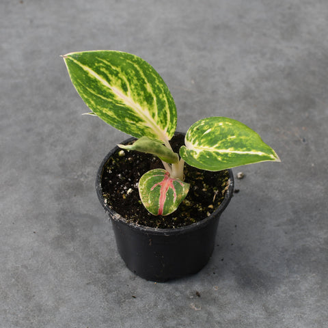 Aglaonema 'Ruay Lap'