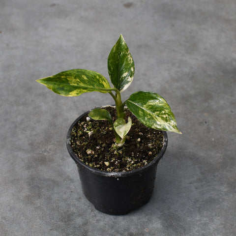 Aglaonema 'Khan Mak Chaw Wang'