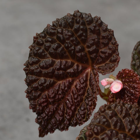 Begonia baik X dracopelta