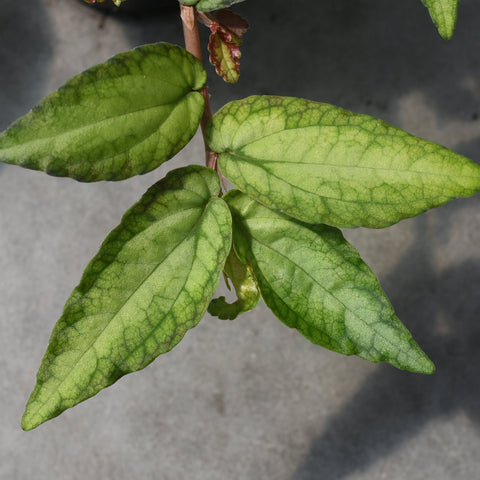 Pellionia repens