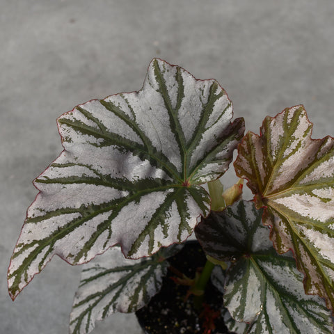 Begonia 'Highway'