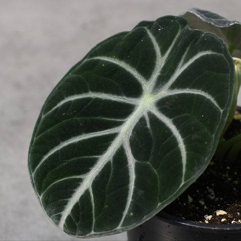 Alocasia 'Ninja'