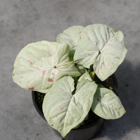 Syngonium podophyllum 'Milk Confetti'