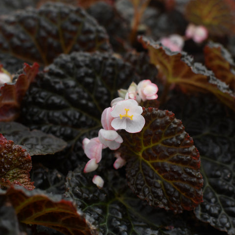 Begonia baik X dracopelta