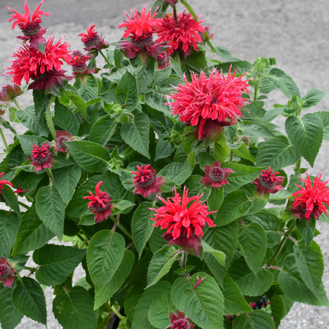Monarda 'Bee You Bee Happy' (Rouge)