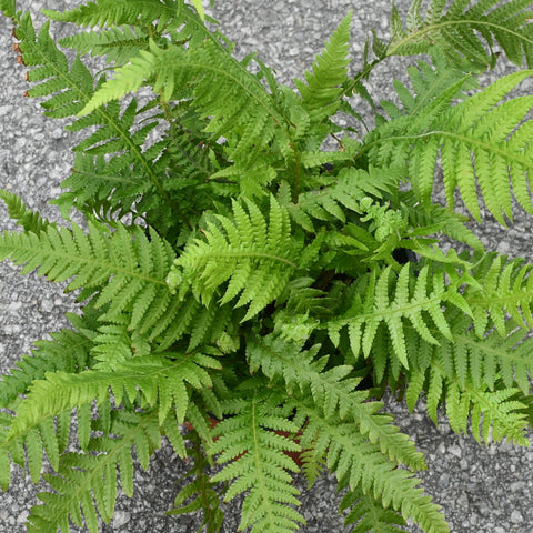 Matteuccia struthiopteris (fougère à l'autruche)