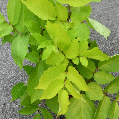 Aralia 'Sun King' (Vert pâle)