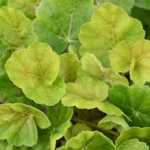 Heuchera 'Northern Exposure Sienna' (Vert nervures cuivre)