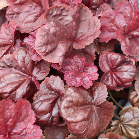 Heuchera 'Northern Exposure Red' (Rouge)