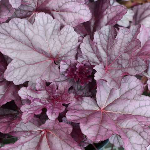 Heuchera 'Pink Panther' (Mauve)