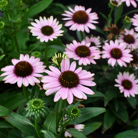 Echinacea French Tips (Rose)