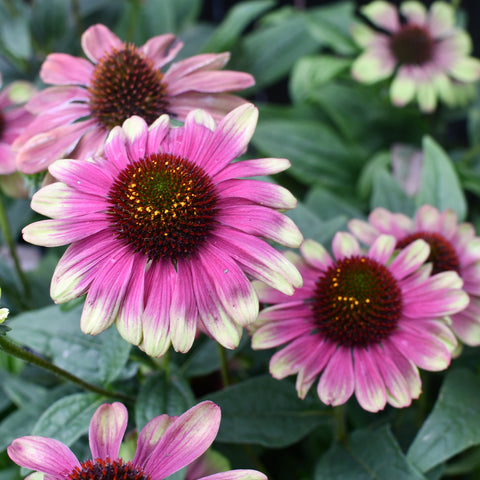 Echinacea 'Sweet Sandia' (Bicolor rose et vert)