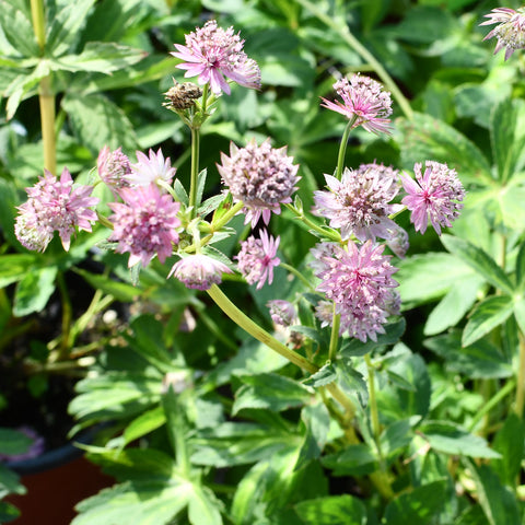 Astrantia Masterpiece (Rose)