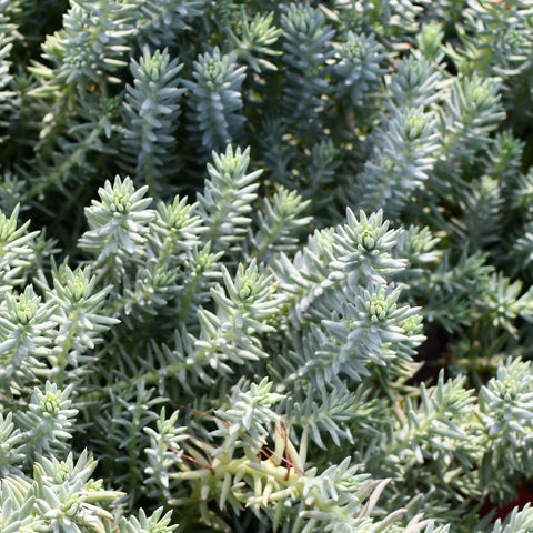 Sedum Blue Spruce (Bleu-gris)