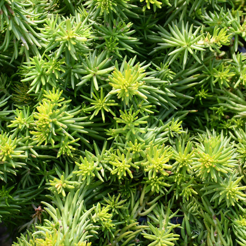 Sedum Angelina (Jaune)